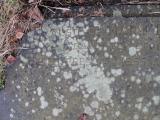 image of grave number 432586